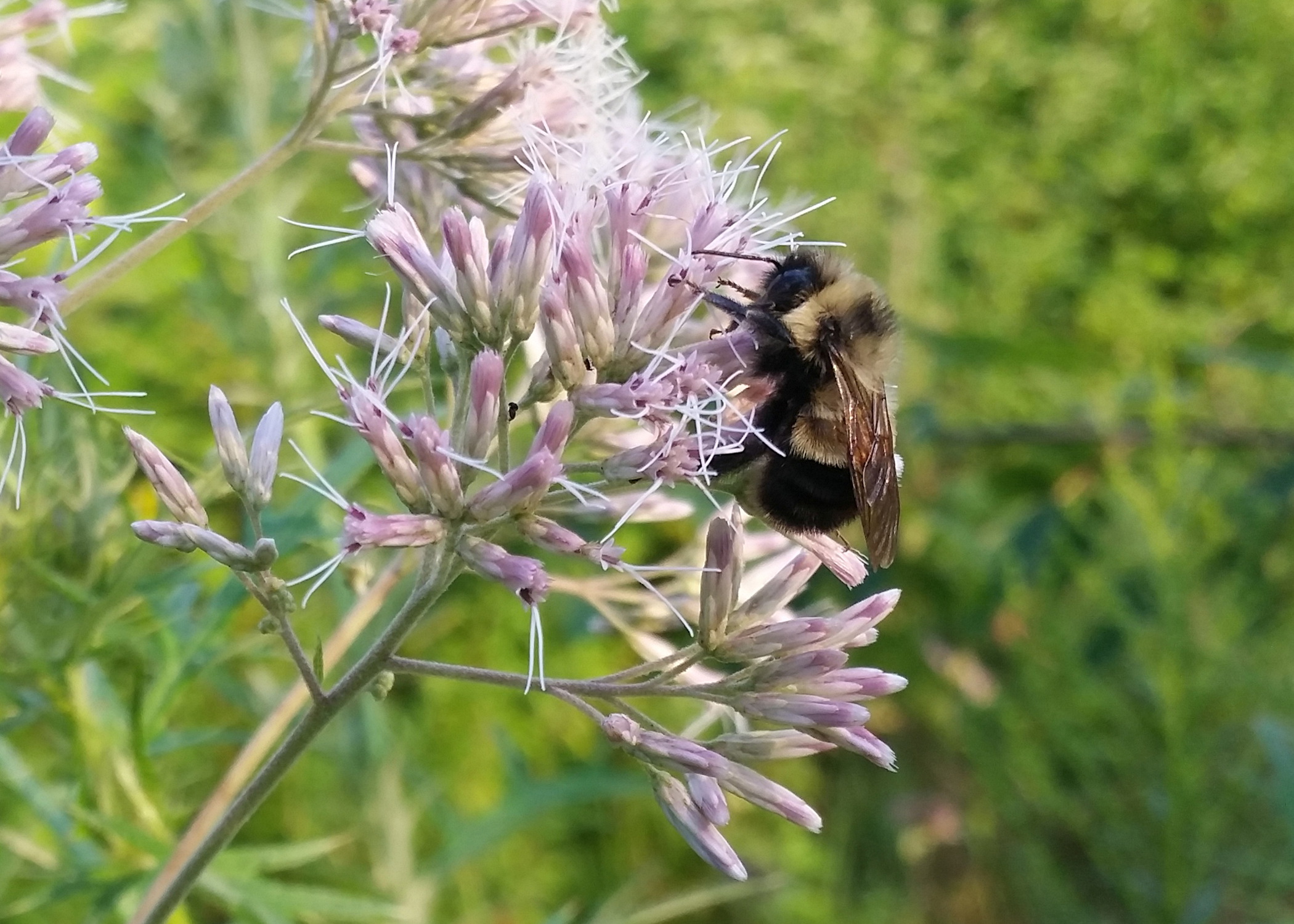XercesSociety.Bombus affinis_RichHatfield-The XercesSociety